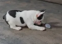 Dotty, a female French Bulldog for sale in Sulphur Springs, AR – 5 of 6