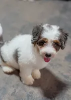 Teddy 6lbs, a male Miniature Bernedoodle for sale in Sulphur Springs, AR – 3 of 4