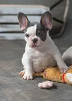 Gizmo, a male French Bulldog for sale in Sulphur Springs, AR – 2 of 4