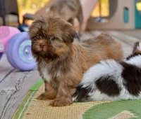 Ava, a female Shih Tzu for sale in Sulphur Springs, AR – 2 of 2