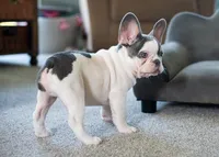Gizmo 9 lbs, a male French Bulldog for sale in Sulphur Springs, AR – 2 of 4