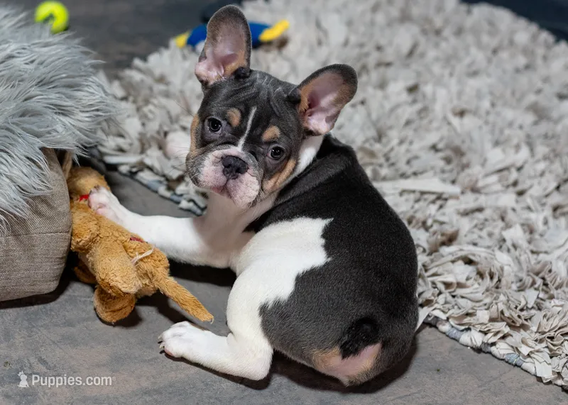 Hoss – French Bulldog puppy for sale in Sulphur Springs, AR