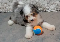Violet, a female Miniature Bernedoodle for sale in Sulphur Springs, AR – 3 of 10