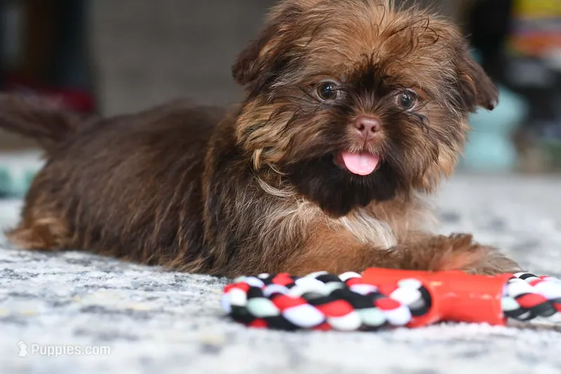 Jack, a male Shih Tzu for sale in Anderson, MO – 1 of 2