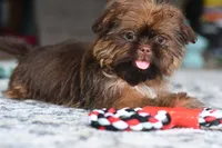 Jack, a male Shih Tzu for sale in Anderson, MO – 1 of 2