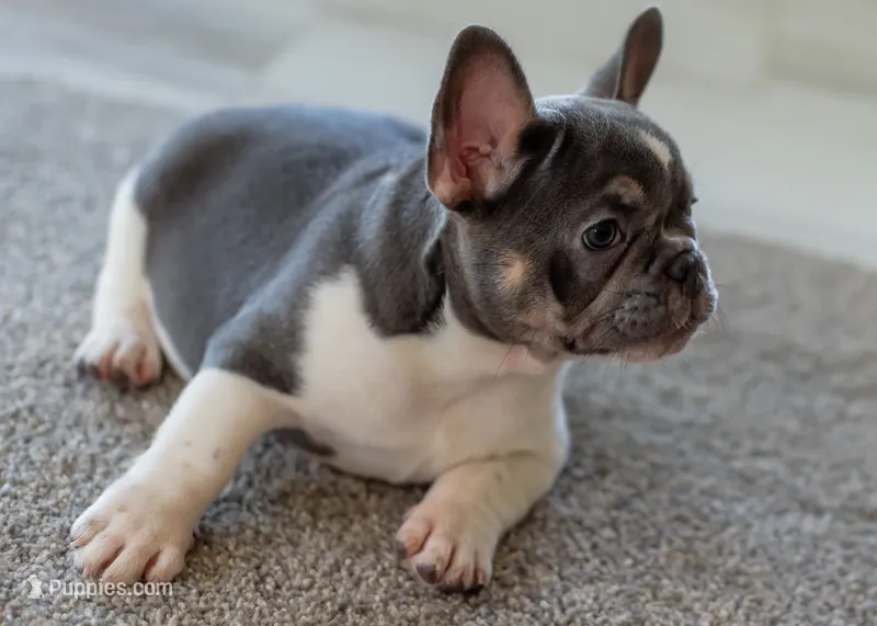 Bluey – French Bulldog puppy for sale in Sulphur Springs, AR