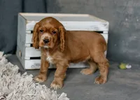 Copper, a male Cocker Spaniel for sale in Sulphur Springs, AR – 3 of 4