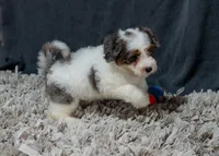 Teddy 6lbs, a male Miniature Bernedoodle for sale in Sulphur Springs, AR – 2 of 4