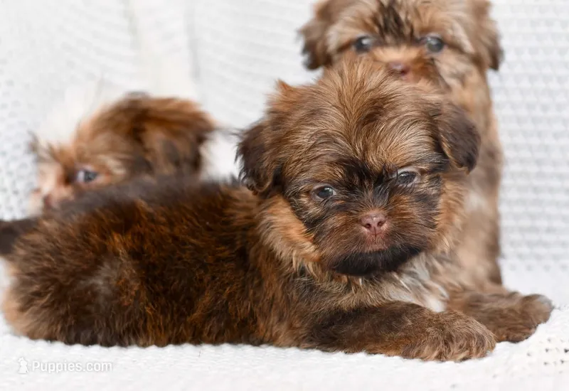 Jack – Shih Tzu puppy for sale in Sulphur Springs, AR