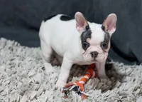 Hammy, a female French Bulldog for sale in Sulphur Springs, AR – 2 of 7