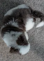 Finn 7.8 lbs, a male Miniature Bernedoodle for sale in Sulphur Springs, AR – 3 of 5