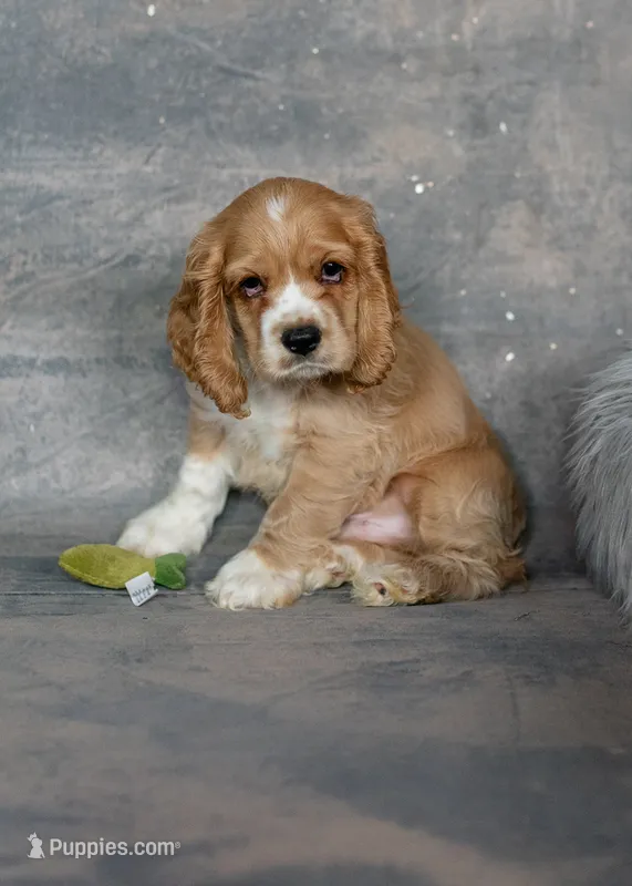 Tucker – Cocker Spaniel puppy for sale in Sulphur Springs, AR