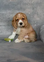 Tucker, a male Cocker Spaniel for sale in Sulphur Springs, AR – 1 of 2