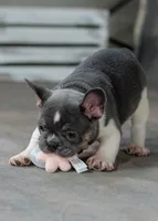 Bluey, a male French Bulldog for sale in Sulphur Springs, AR – 3 of 6