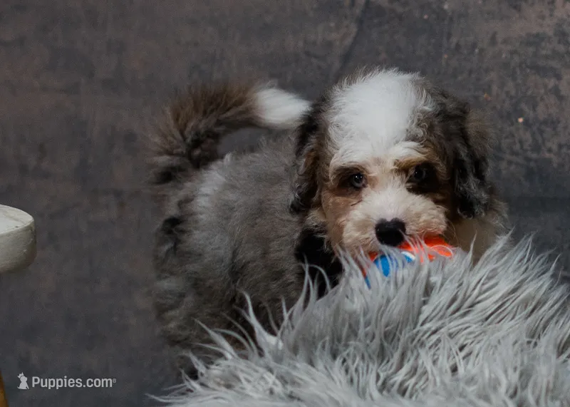 Violet – Miniature Bernedoodle puppy for sale in Sulphur Springs, AR