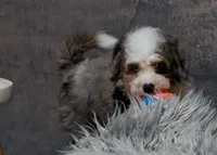 Violet, a female Miniature Bernedoodle for sale in Sulphur Springs, AR – 1 of 10