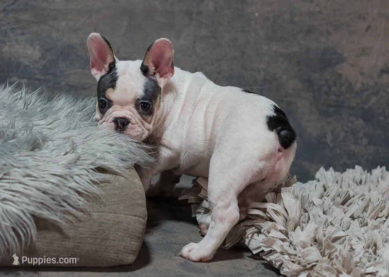 Hammy – French Bulldog puppy for sale in Sulphur Springs, AR