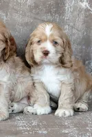 Copper, a male Cocker Spaniel for sale in Sulphur Springs, AR – Photo 3 of 3