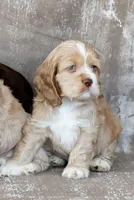 Copper, a male Cocker Spaniel for sale in Sulphur Springs, AR – Photo 1 of 3