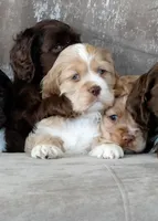 Copper, a male Cocker Spaniel for sale in Sulphur Springs, AR – Photo 2 of 3