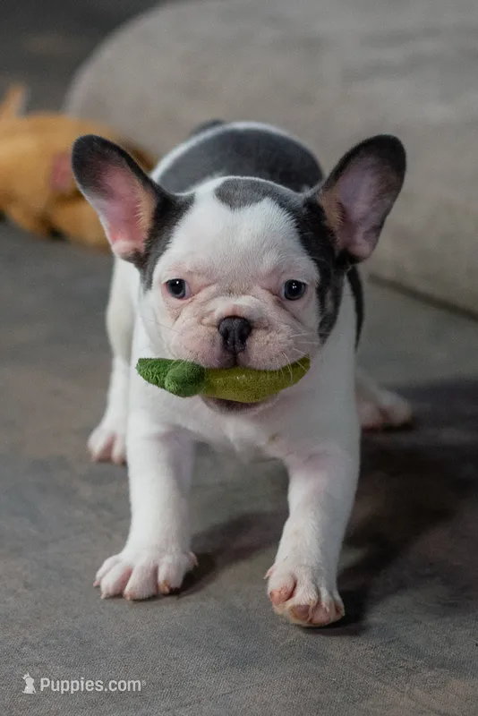 Dotty – French Bulldog puppy for sale in Sulphur Springs, AR