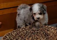 Violet, a female Miniature Bernedoodle for sale in Sulphur Springs, AR – 9 of 10