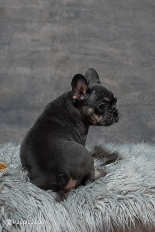 Little Louise – French Bulldog puppy for sale in Sulphur Springs, AR