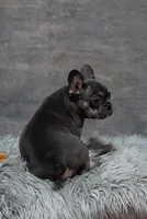 Little Louise, a female French Bulldog for sale in Sulphur Springs, AR – 1 of 3