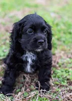 Chip/Neutered, a male Cocker Spaniel for sale in Sulphur Springs, AR – Photo 1 of 3
