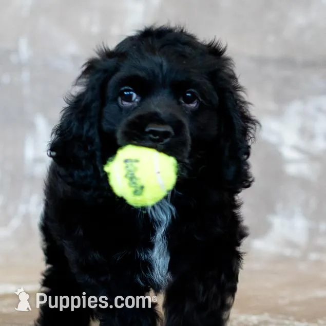 Chip/Neutered – Cocker Spaniel puppy for sale in Sulphur Springs, AR