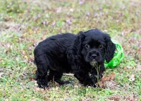 Chip/Neutered, a male Cocker Spaniel for sale in Sulphur Springs, AR – Photo 3 of 3