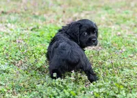 Chip/Neutered, a male Cocker Spaniel for sale in Sulphur Springs, AR – Photo 2 of 3