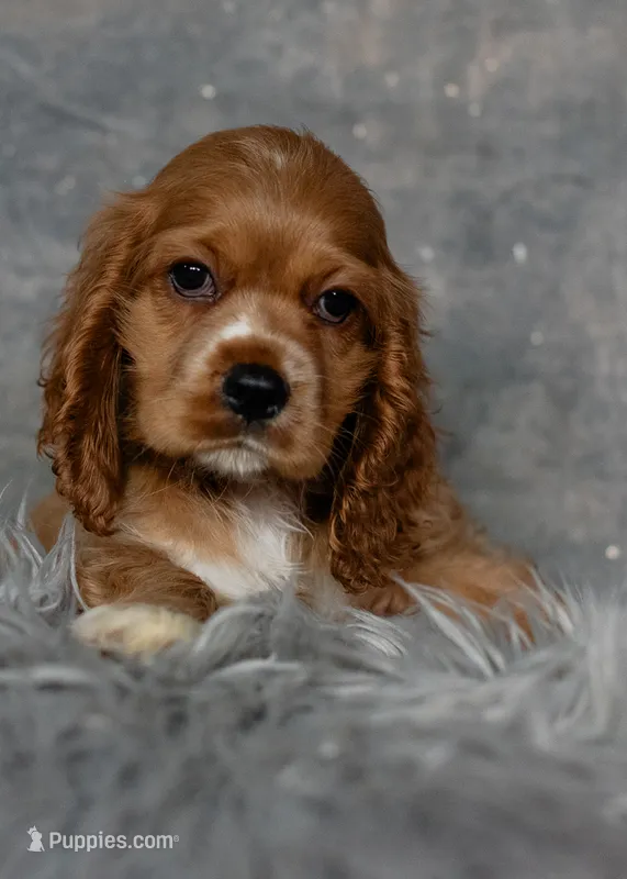 Goldie – Cocker Spaniel puppy for sale in Sulphur Springs, AR