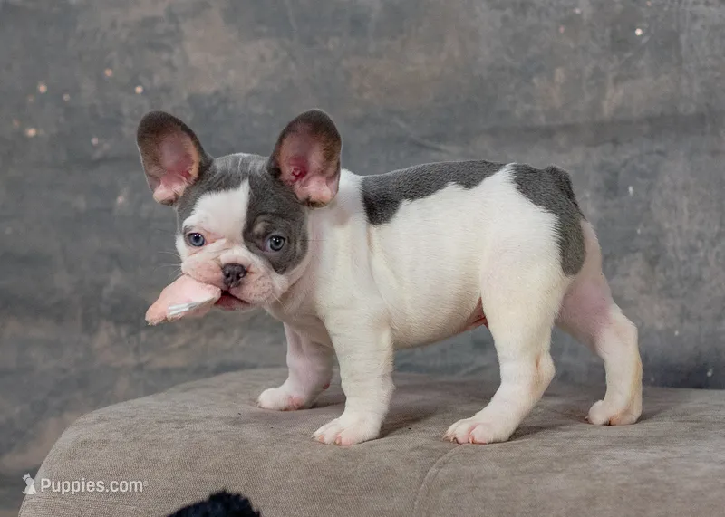 Gizmo – French Bulldog puppy for sale in Sulphur Springs, AR