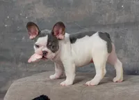 Gizmo, a male French Bulldog for sale in Sulphur Springs, AR – 1 of 4