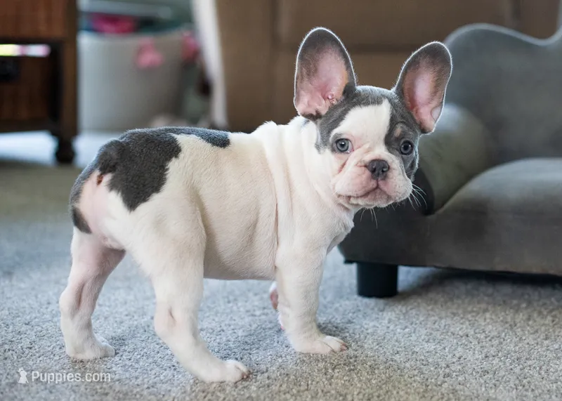 Gizmo 9 lbs – French Bulldog puppy for sale in Sulphur Springs, AR