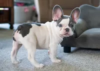 Gizmo 9 lbs, a male French Bulldog for sale in Sulphur Springs, AR – 1 of 4