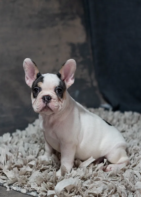 Hammy – French Bulldog puppy for sale in Sulphur Springs, AR