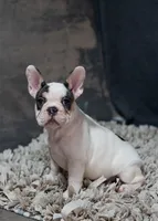 Hammy, a female French Bulldog for sale in Sulphur Springs, AR – 1 of 7