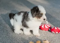Finn 7.8 lbs, a male Miniature Bernedoodle for sale in Sulphur Springs, AR – 4 of 5