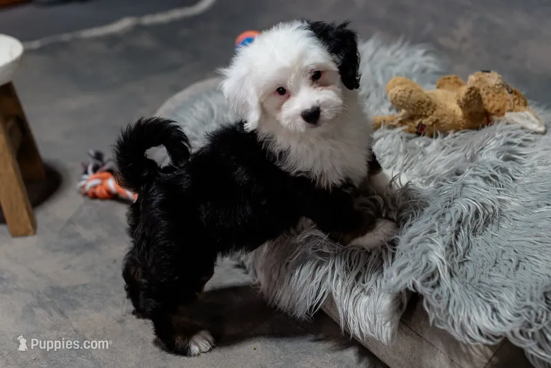 Polly 5.7lbs – Miniature Bernedoodle puppy for sale in Sulphur Springs, AR