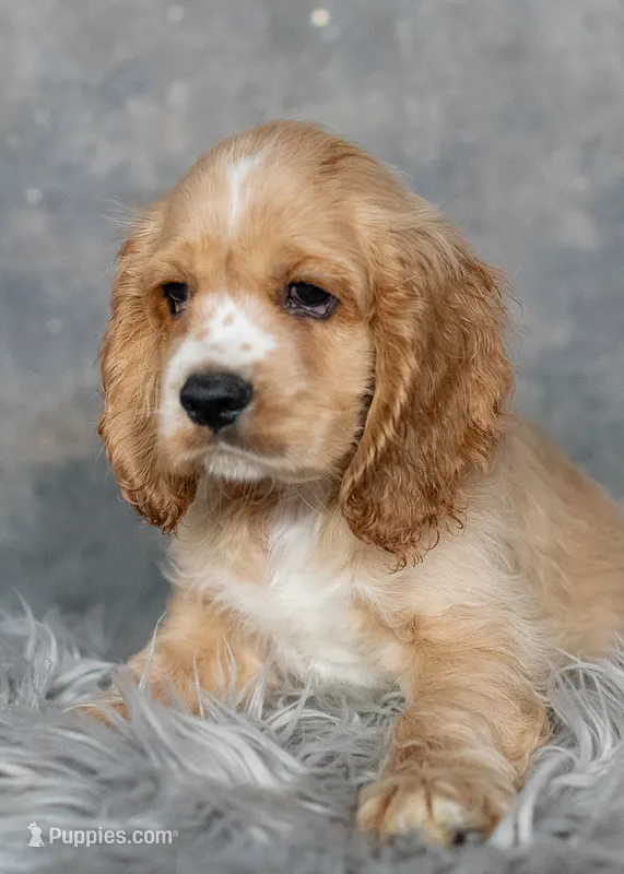 Simba – Cocker Spaniel puppy for sale in Sulphur Springs, AR