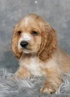 Simba, a male Cocker Spaniel for sale in Sulphur Springs, AR – 1 of 4