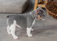 Luey, a male French Bulldog for sale in Sulphur Springs, AR – 5 of 6
