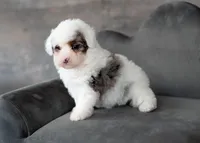 Princess 3.5 lbs, a female Miniature Bernedoodle for sale in Sulphur Springs, AR – Photo 1 of 2