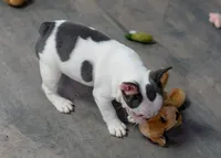 Dotty, a female French Bulldog for sale in Sulphur Springs, AR – 2 of 6