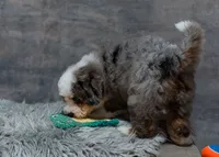 Violet, a female Miniature Bernedoodle for sale in Sulphur Springs, AR – 8 of 10