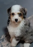 Violet, a female Miniature Bernedoodle for sale in Sulphur Springs, AR – 2 of 10