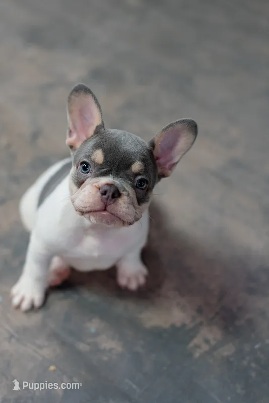 Cassian – French Bulldog puppy for sale in Sulphur Springs, AR