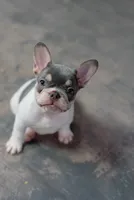 Cassian, a male French Bulldog for sale in Sulphur Springs, AR – 1 of 5